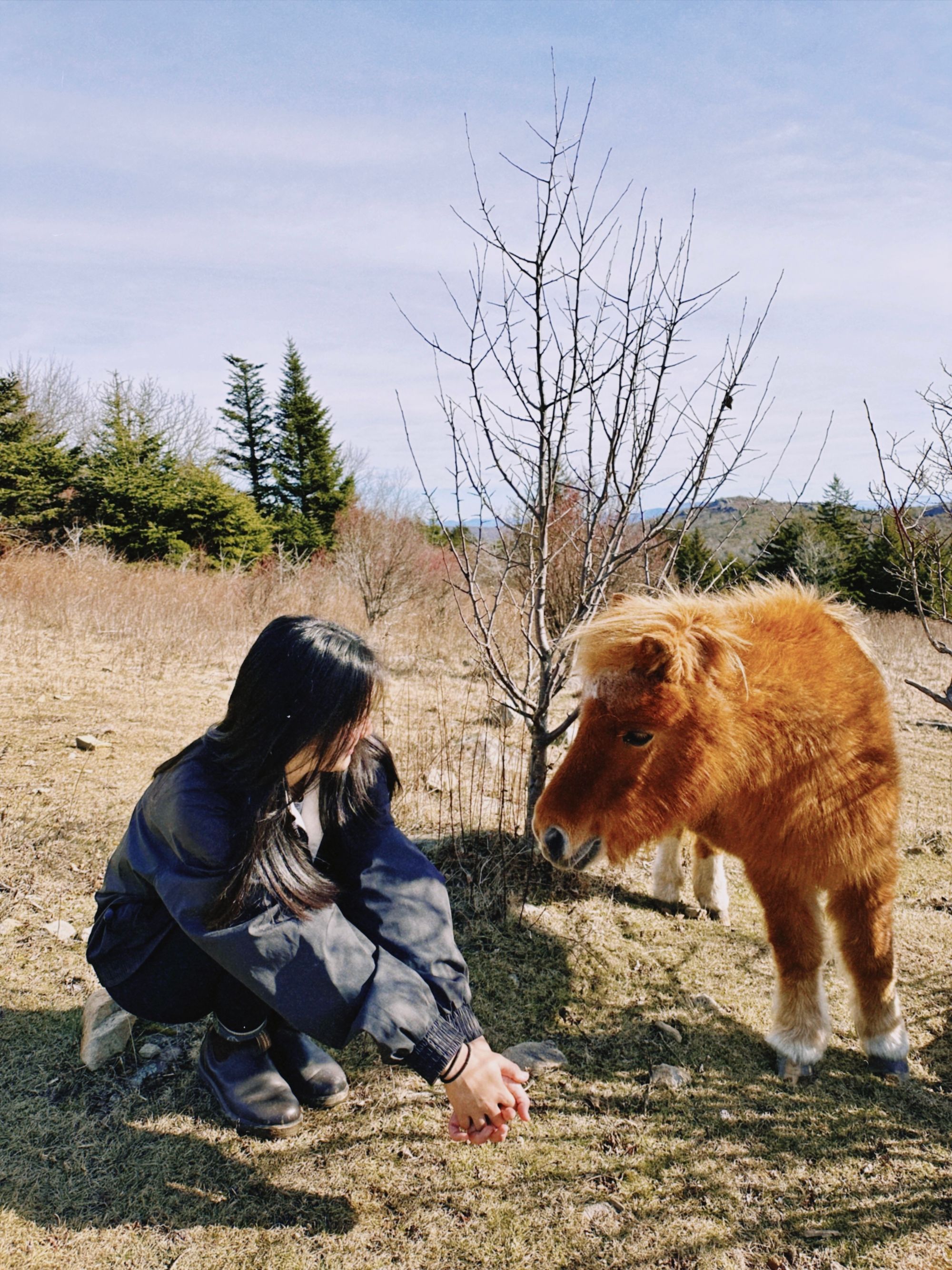 Hanging out with a wild pony at Grayson Highlands State Park